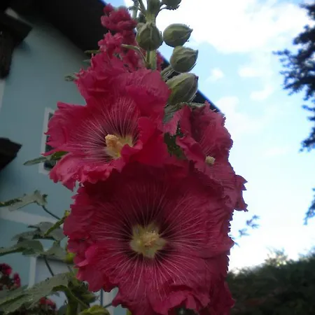 Anna Zechner フラタッハ