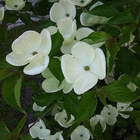 アパート Anna Zechner *