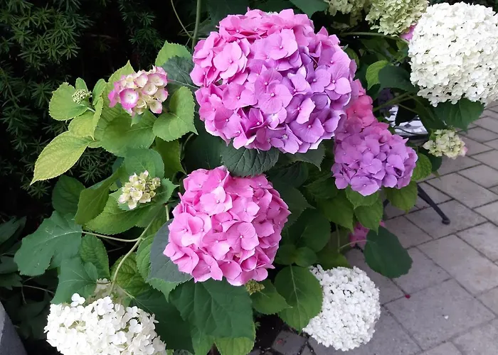 Anna Zechner Apartment