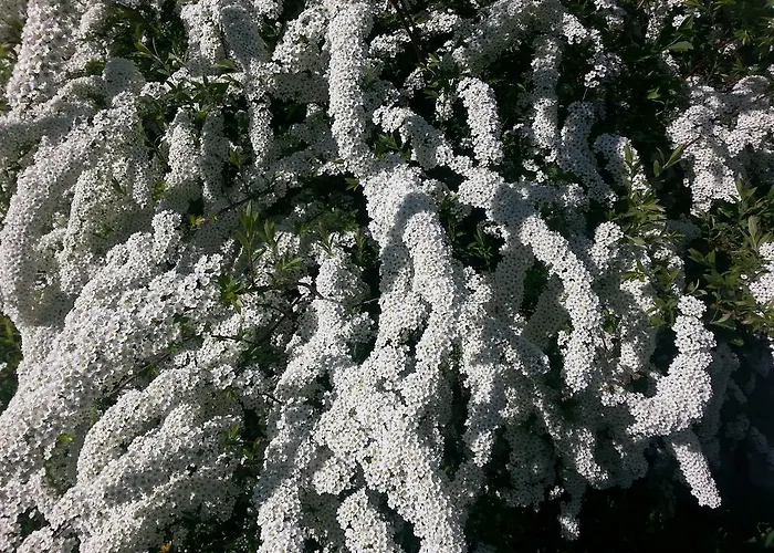 Apartment Anna Zechner Flattach