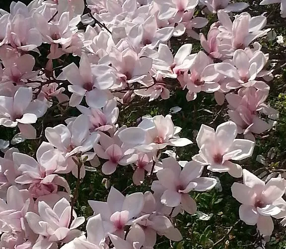 Anna Zechner Apartment