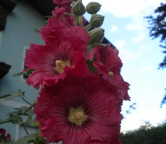 Anna Zechner Flattach