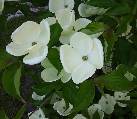 Apartment Anna Zechner *